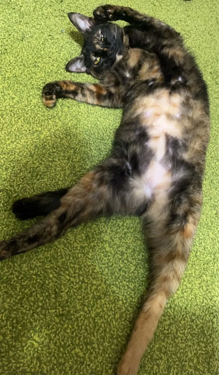 本月結算五七三 😺