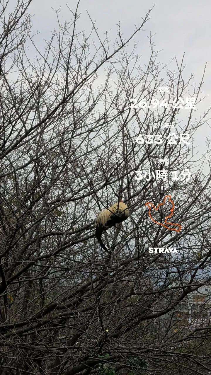會飛的不只是 #汐鴿 還有公雞 🐓